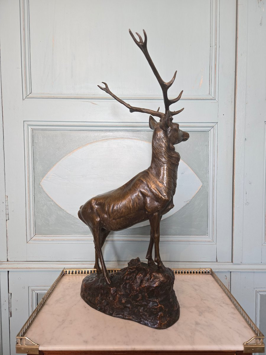 Cerf aux écoutes en bronze à patine nuancée, signé Maximilien Fiot (1886–1953).   -photo-5