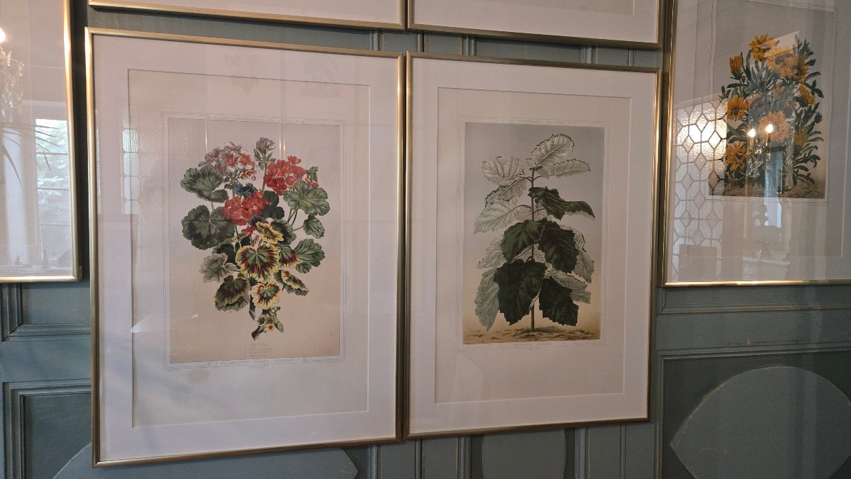 Plants And Flowers Of Parisian Gardens – Botanical Chromolithographs, 1867–1873-photo-4