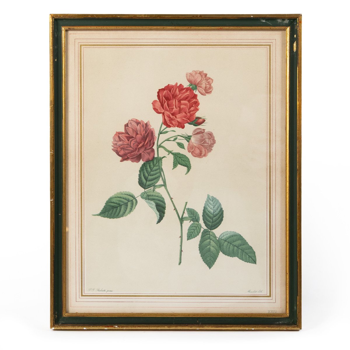 Lot Of 5 Framed Lithographs Of Roses After Pierre-joseph Redouté-photo-2