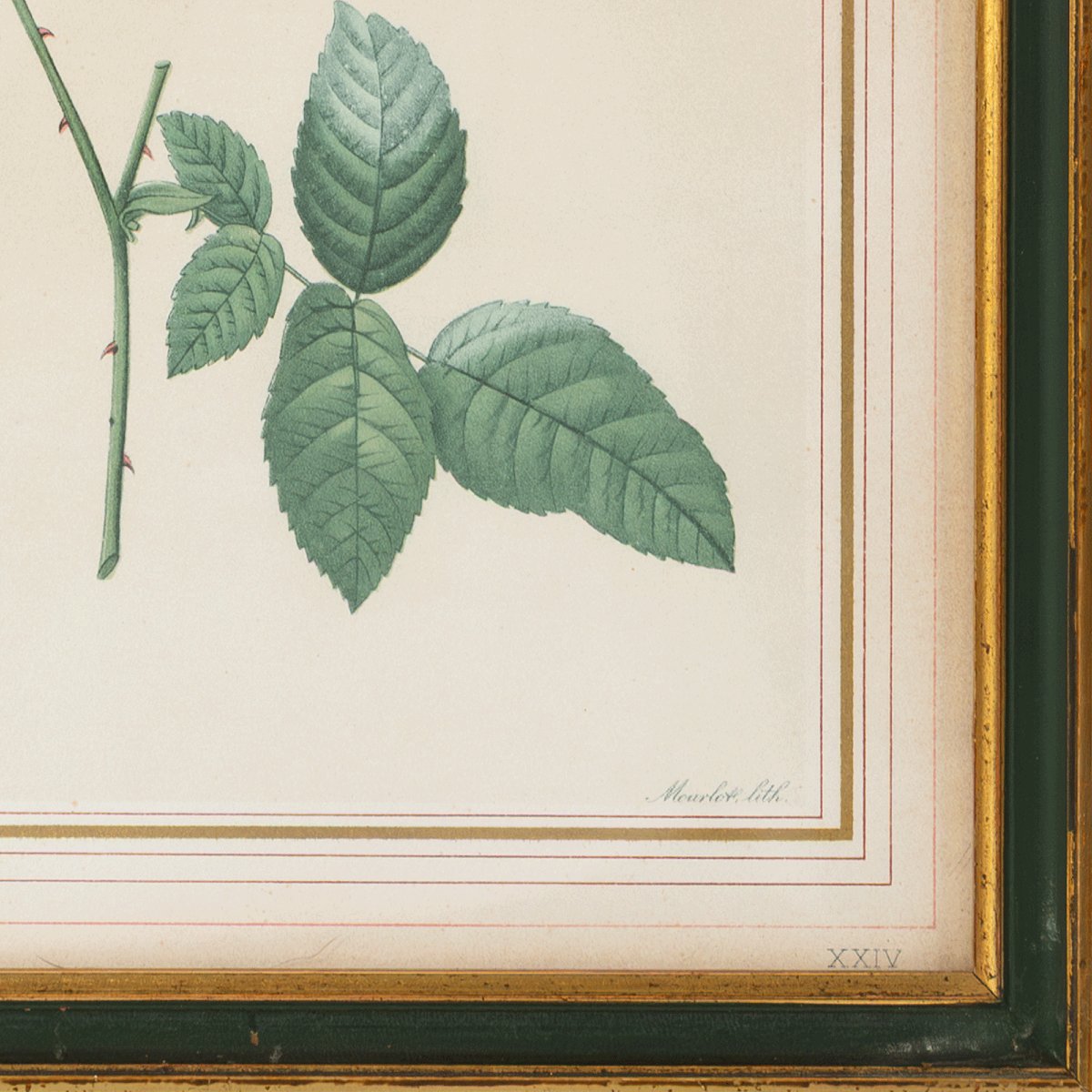Lot Of 5 Framed Lithographs Of Roses After Pierre-joseph Redouté-photo-4