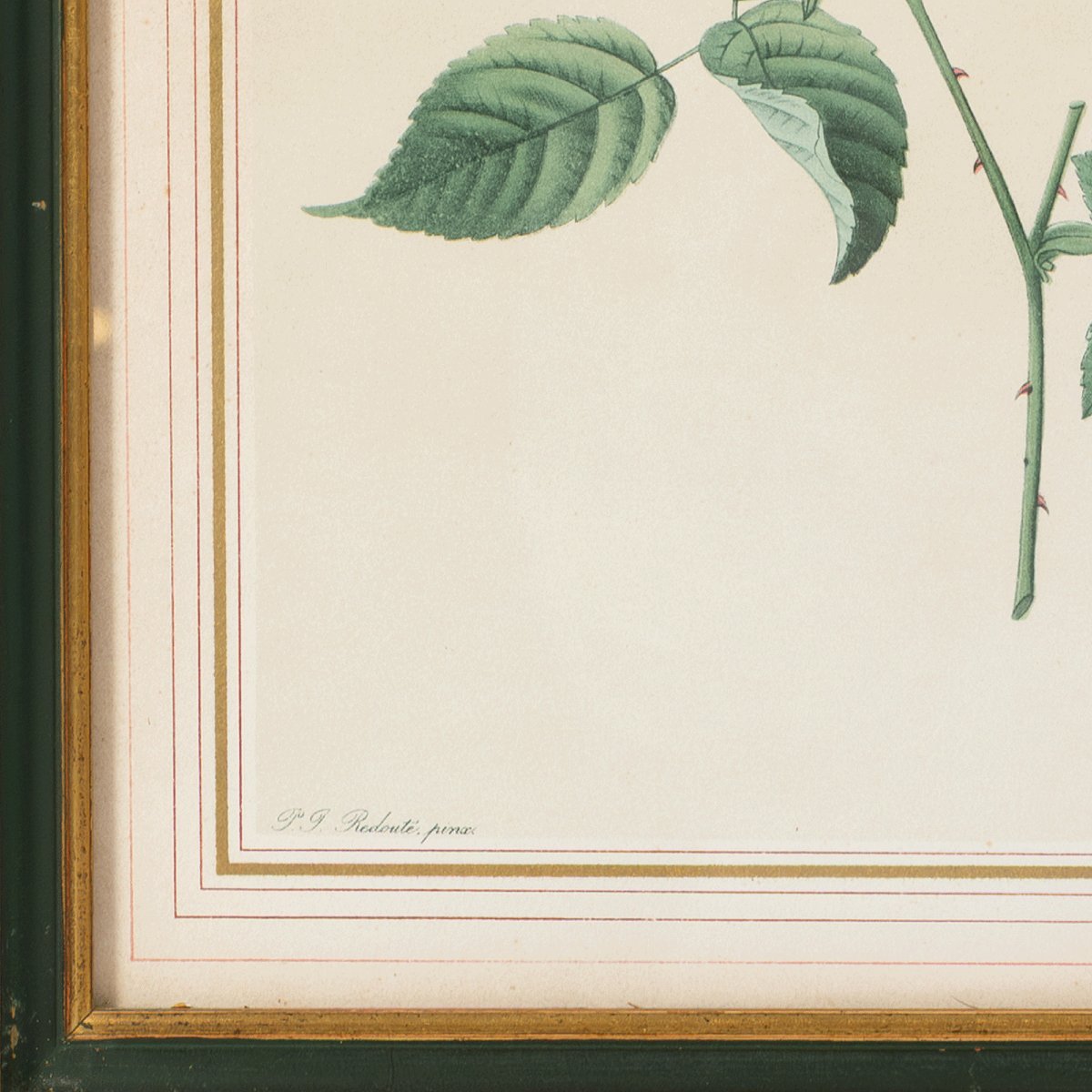 Lot Of 5 Framed Lithographs Of Roses After Pierre-joseph Redouté-photo-2
