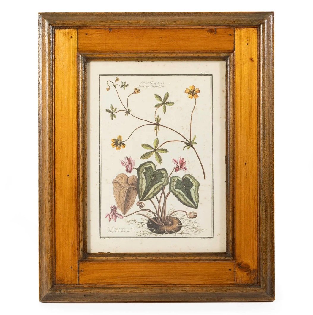 Set Of 4 Antique Botanical Engravings, Framed, After Gaetano Savi | Benvenuti & Canacci -photo-2