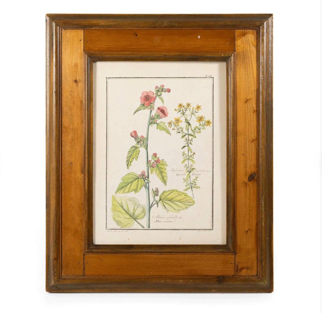Set Of 4 Antique Botanical Engravings, Framed, After Gaetano Savi | Benvenuti & Canacci -photo-4