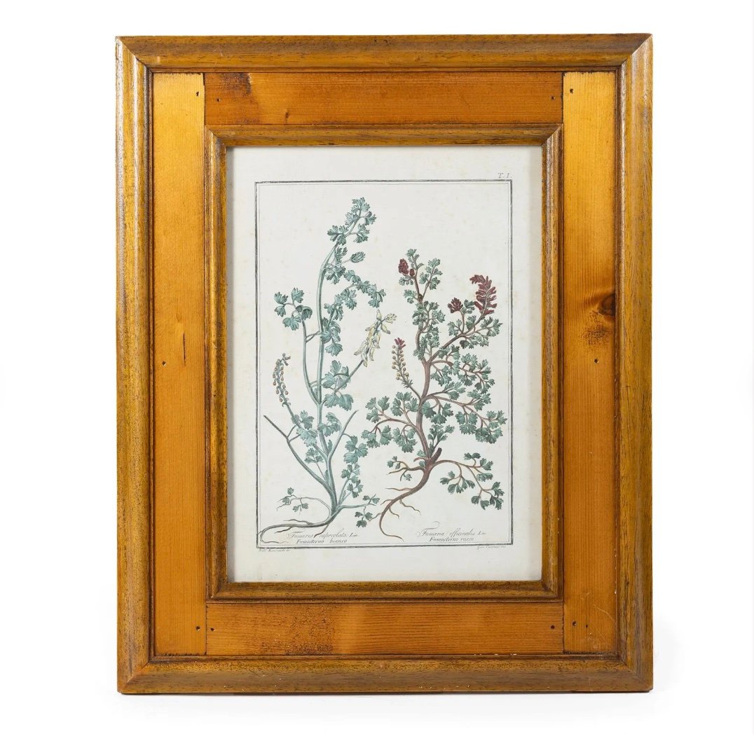 Set Of 4 Antique Botanical Engravings, Framed, After Gaetano Savi | Benvenuti & Canacci -photo-1