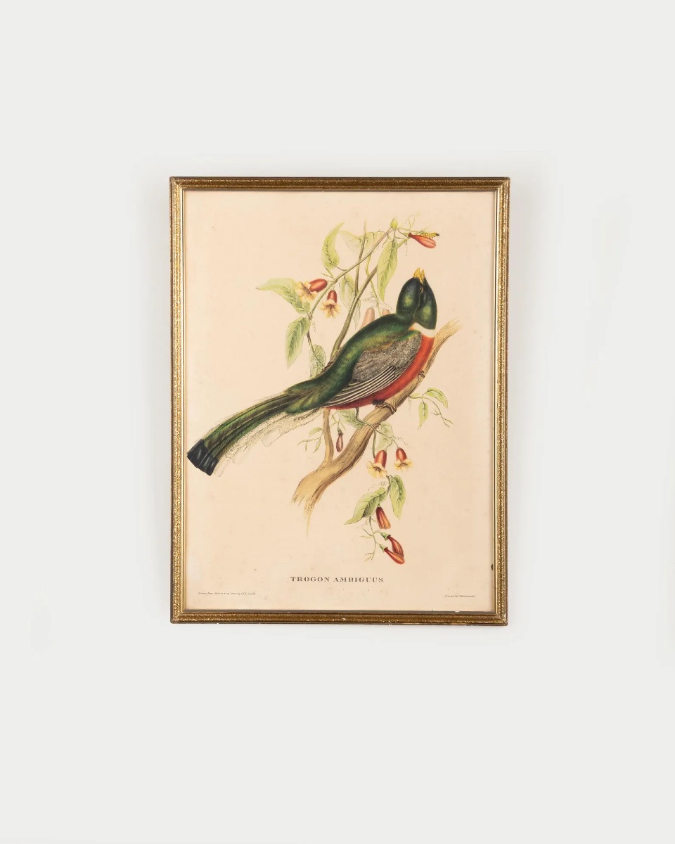 Paire de lithographies ornithologiques anciennes d’après John Gould, Trogon Ambiguus et Trogon -photo-2