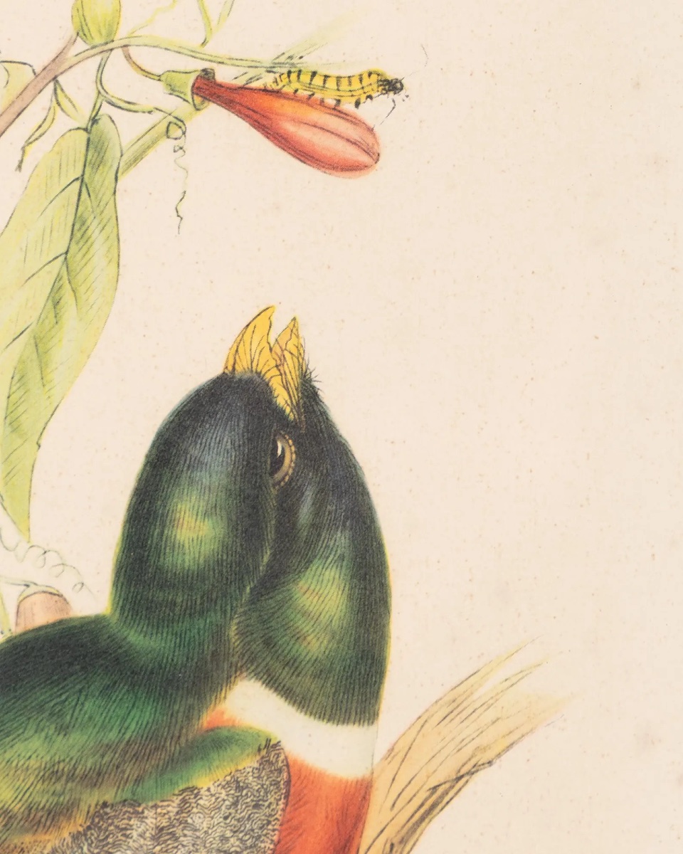 Paire de lithographies ornithologiques anciennes d’après John Gould, Trogon Ambiguus et Trogon -photo-3