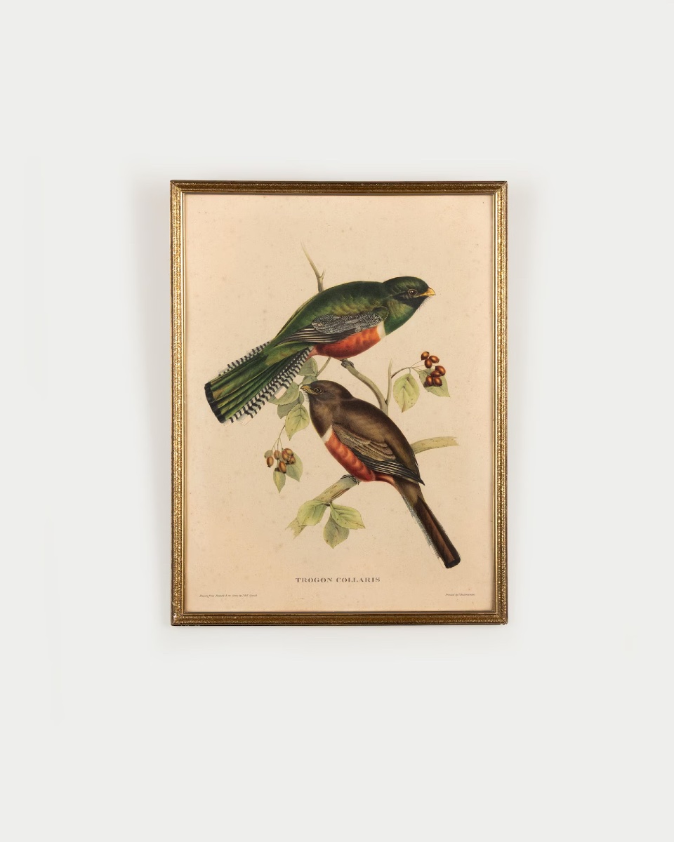 Paire de lithographies ornithologiques anciennes d’après John Gould, Trogon Ambiguus et Trogon -photo-2