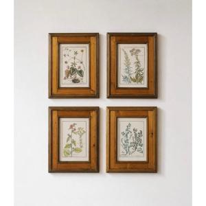 Ensemble de 4 gravures botaniques anciennes encadrées, apres Gaetano Savi | Benvenuti & Canacci