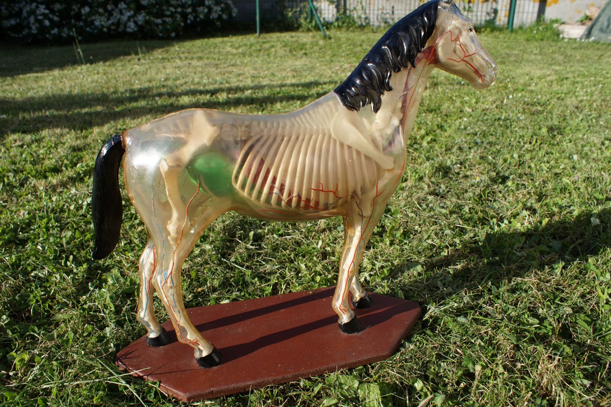 Rare Horse Anatomy Model-photo-1