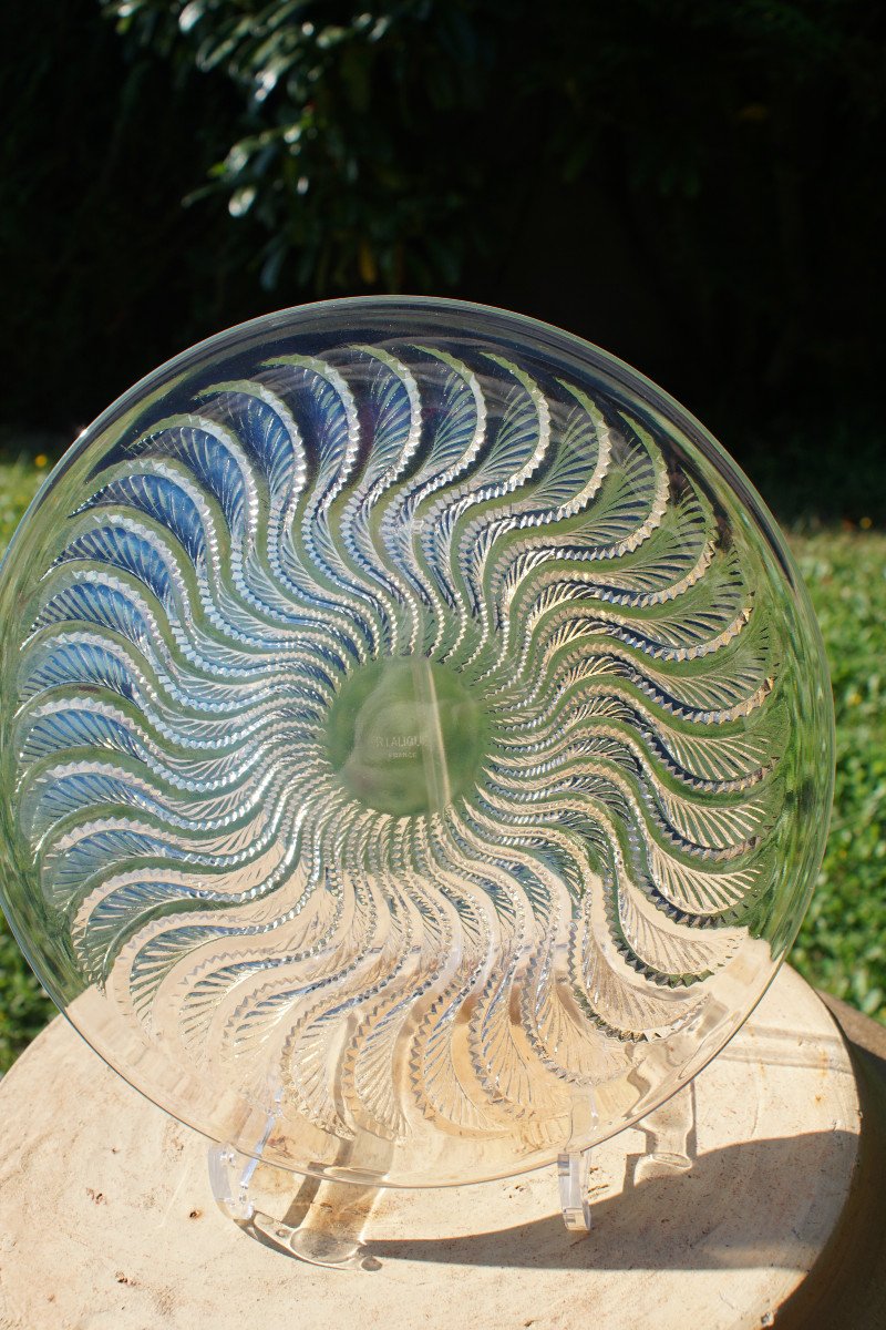Coupe René Lalique - Modèle Actinia-photo-3