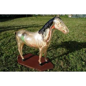 Rare maquette Anatomie Du Cheval