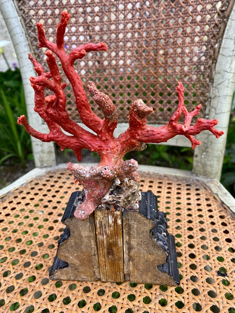 Coral Red Pedestal-photo-2