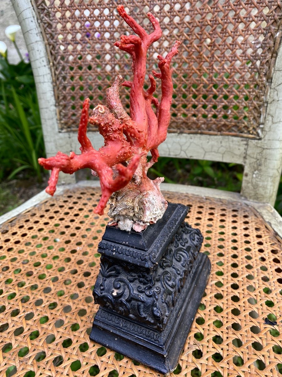 Coral Red Pedestal-photo-3