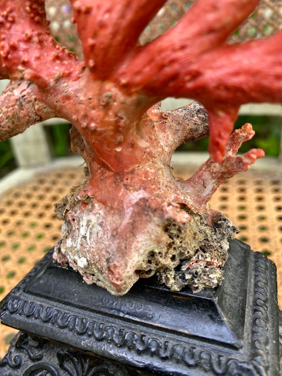 Coral Red Pedestal-photo-4