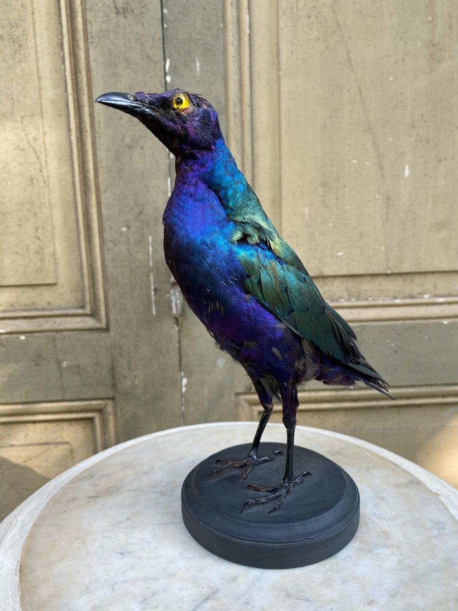 Naturalized Bird 20th Century-photo-2
