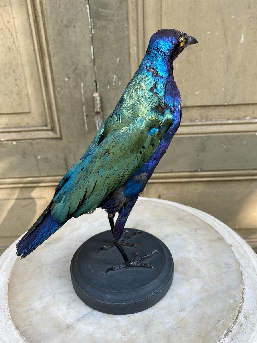 Naturalized Bird 20th Century-photo-4