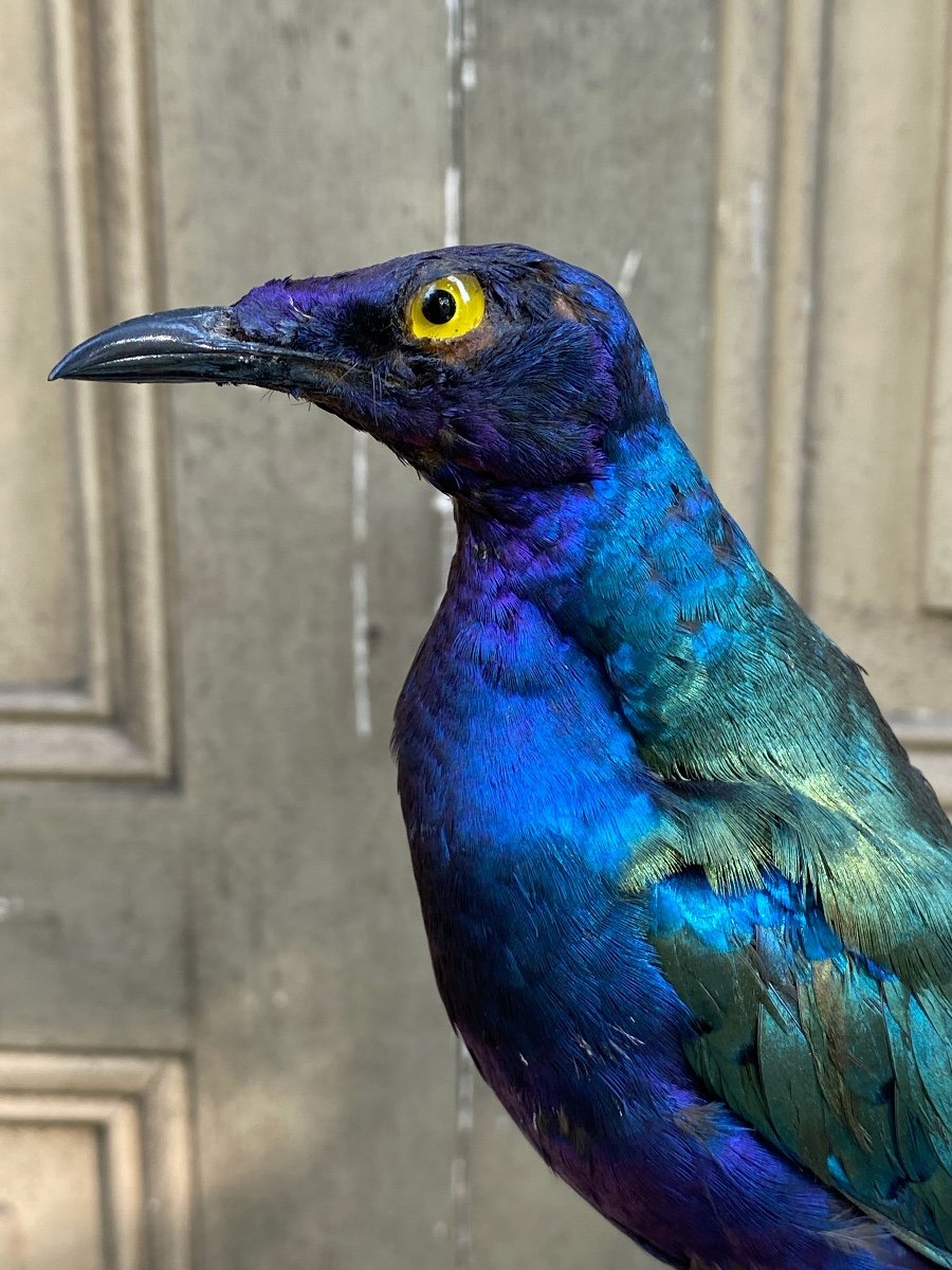Naturalized Bird 20th Century-photo-2