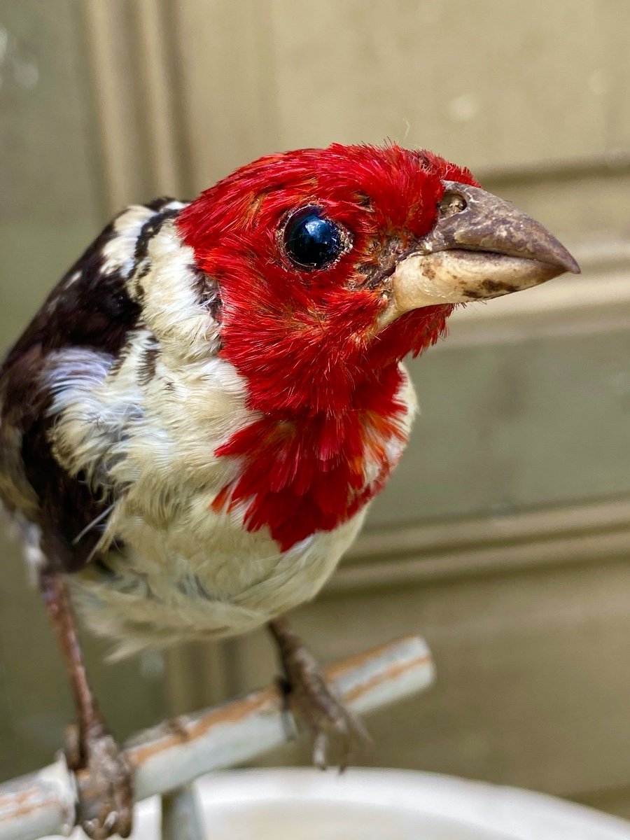 19th Century Naturalized Bird-photo-4