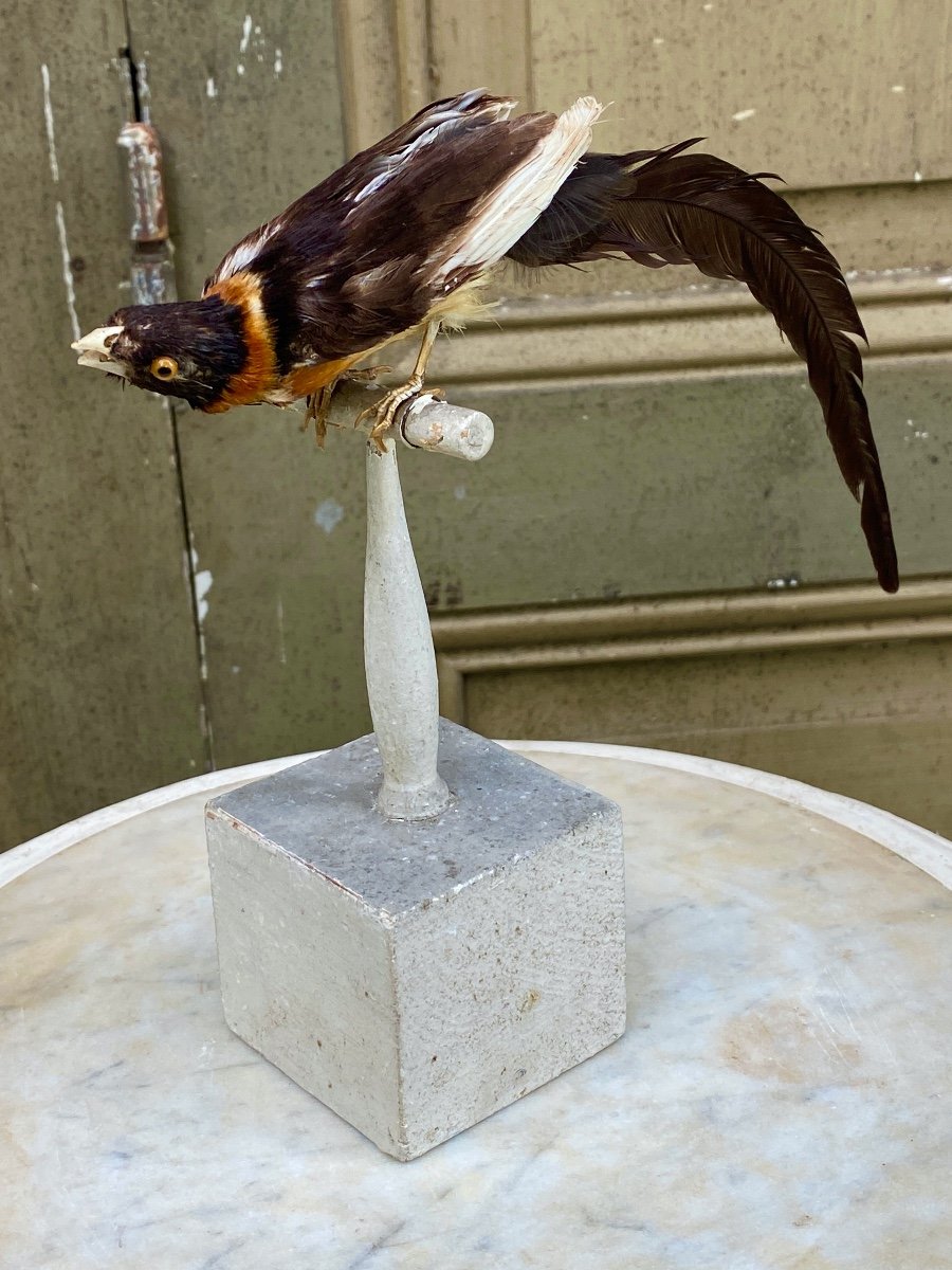 Naturalized Bird Taxidermy 19th Century-photo-2