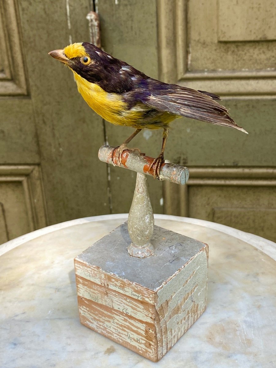 Naturalized Bird Taxidermy 19th Century-photo-2