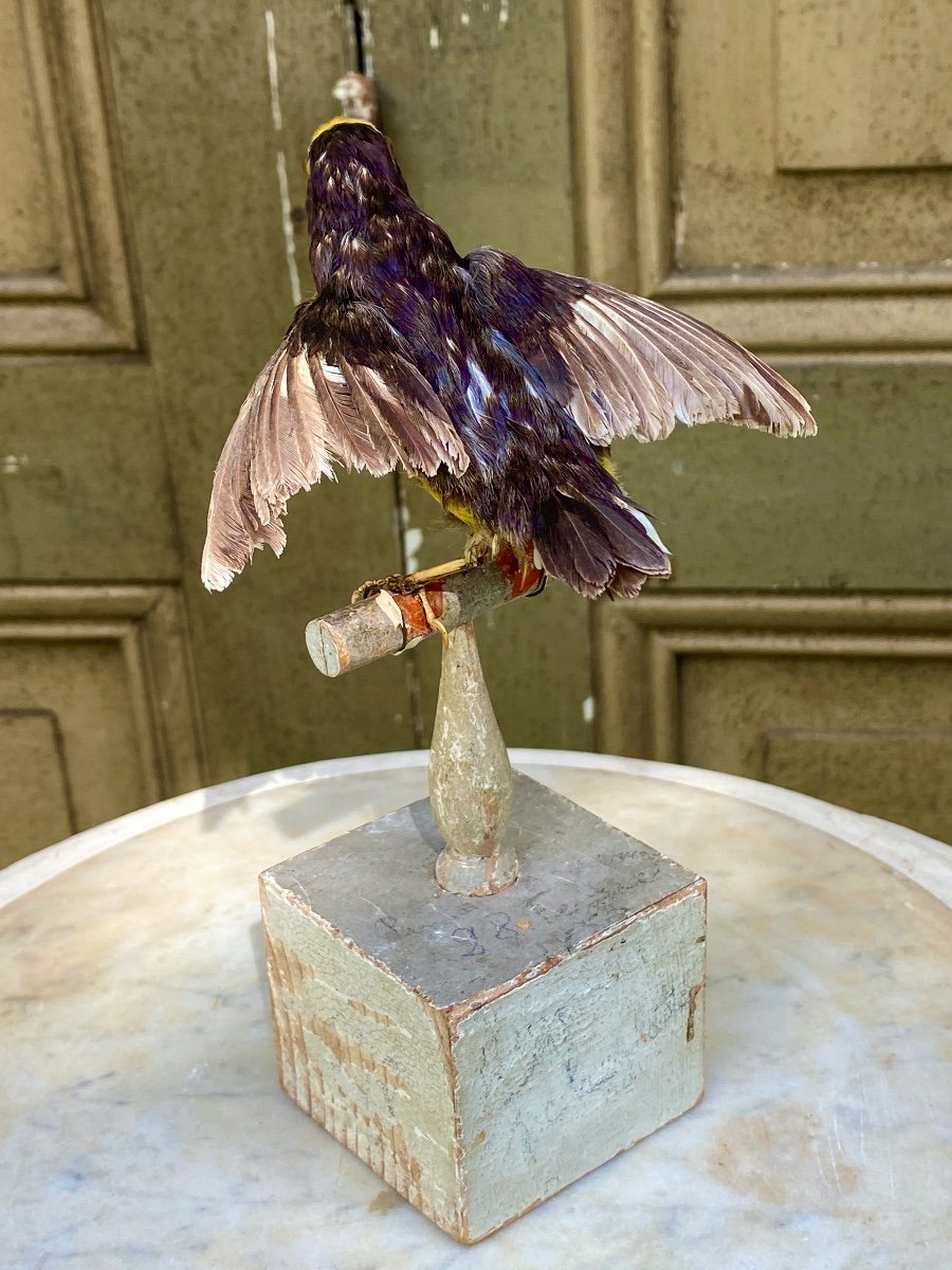 Naturalized Bird Taxidermy 19th Century-photo-3