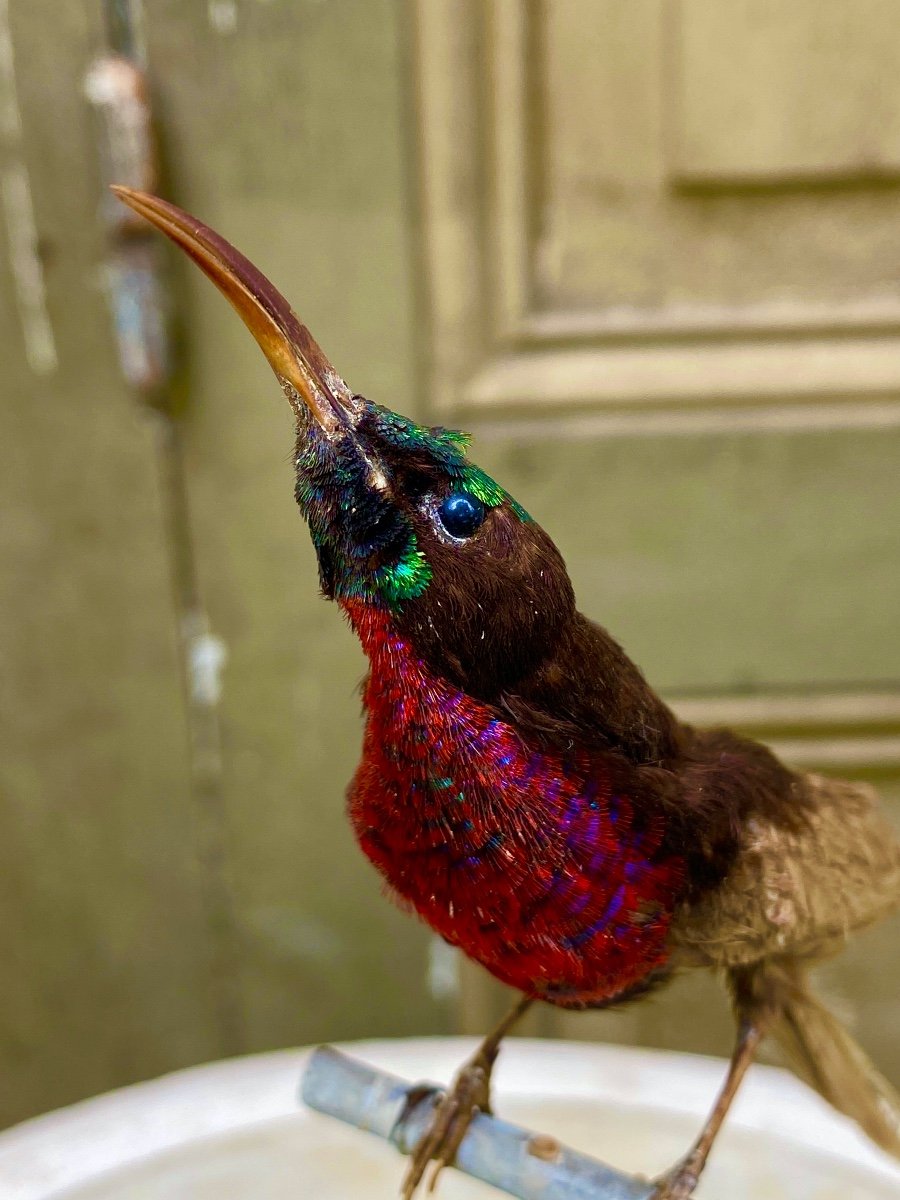Naturalized Bird Taxidermy 19th Century-photo-2