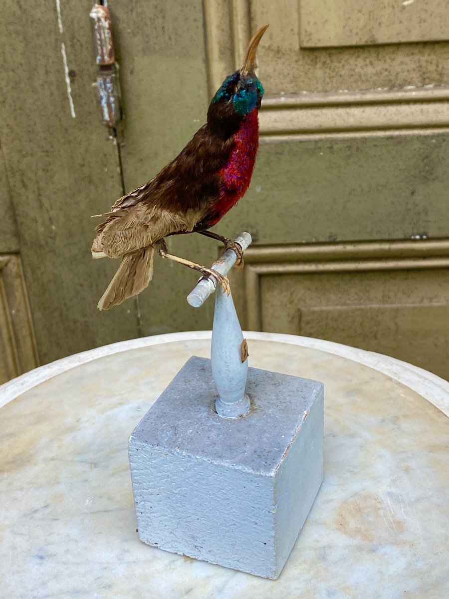 Naturalized Bird Taxidermy 19th Century-photo-3