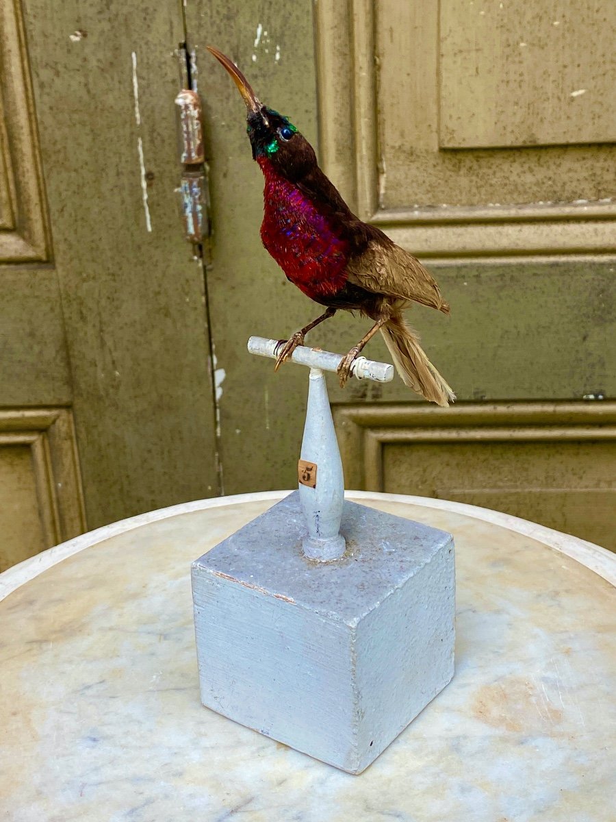 Naturalized Bird Taxidermy 19th Century