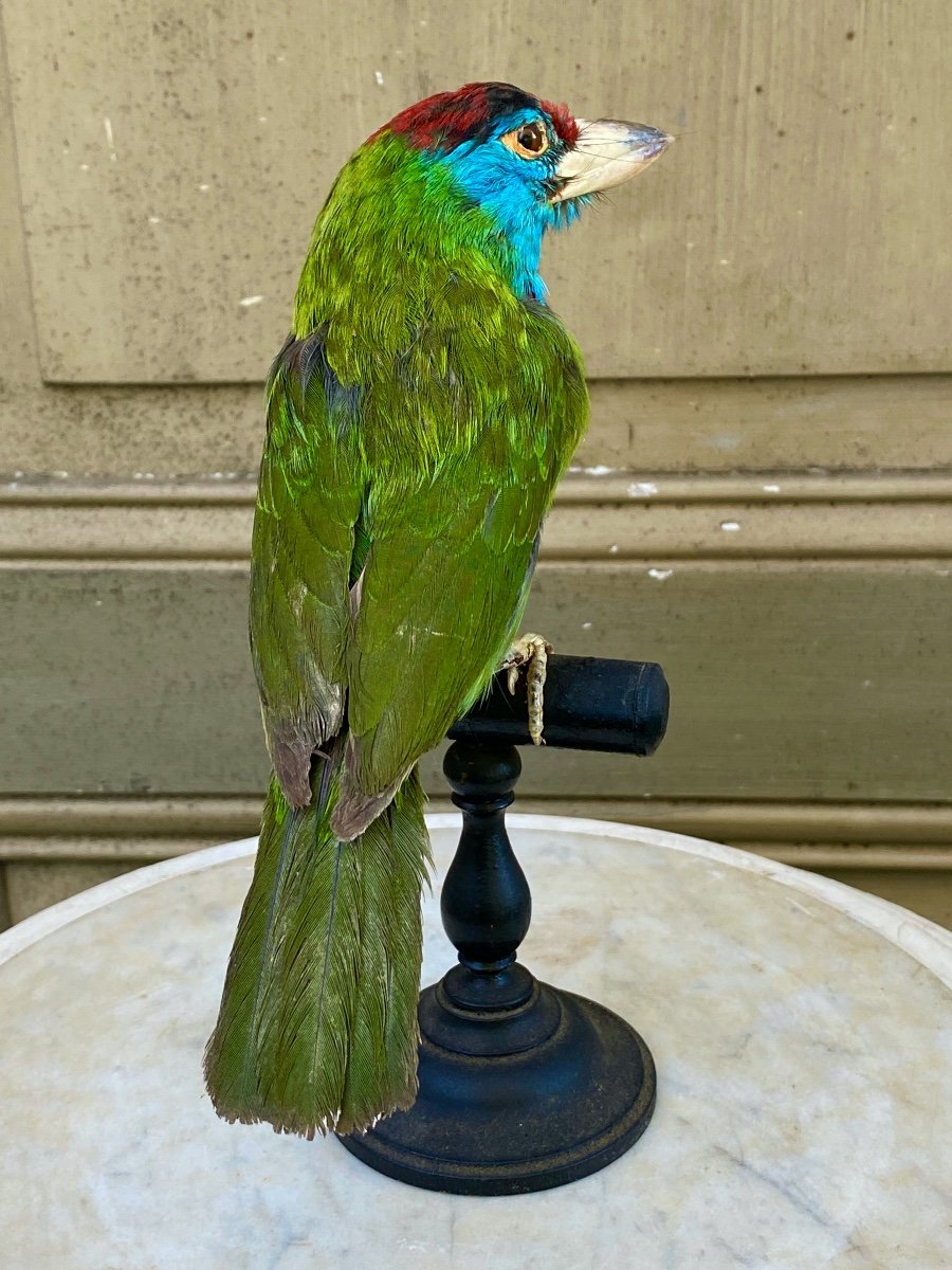 Naturalized Bird Taxidermy 19th Century-photo-4