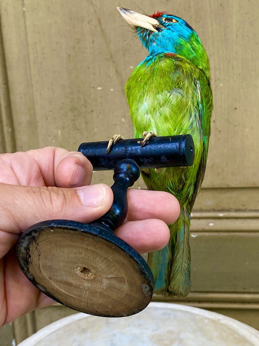 Oiseau Naturalisé Taxidermie XIXème-photo-1