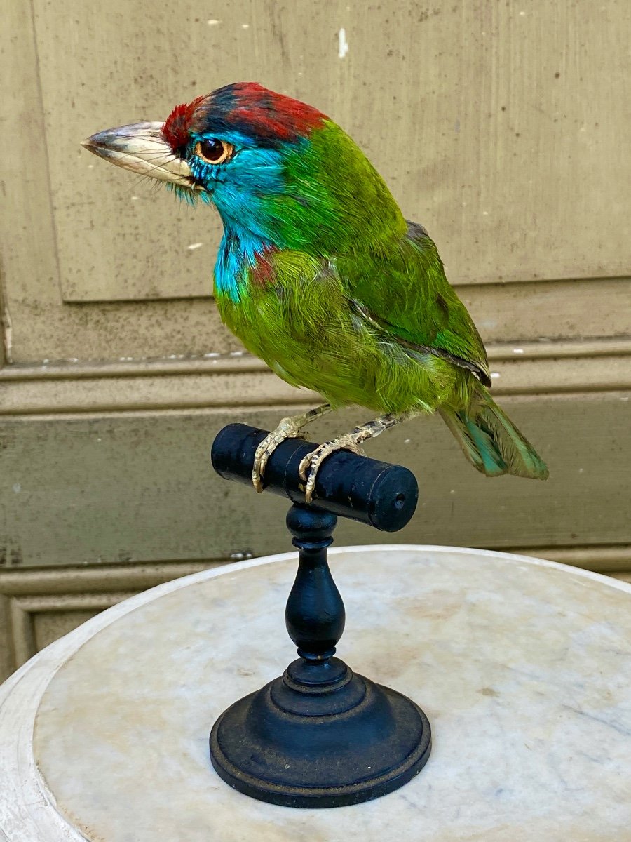 Naturalized Bird Taxidermy 19th Century