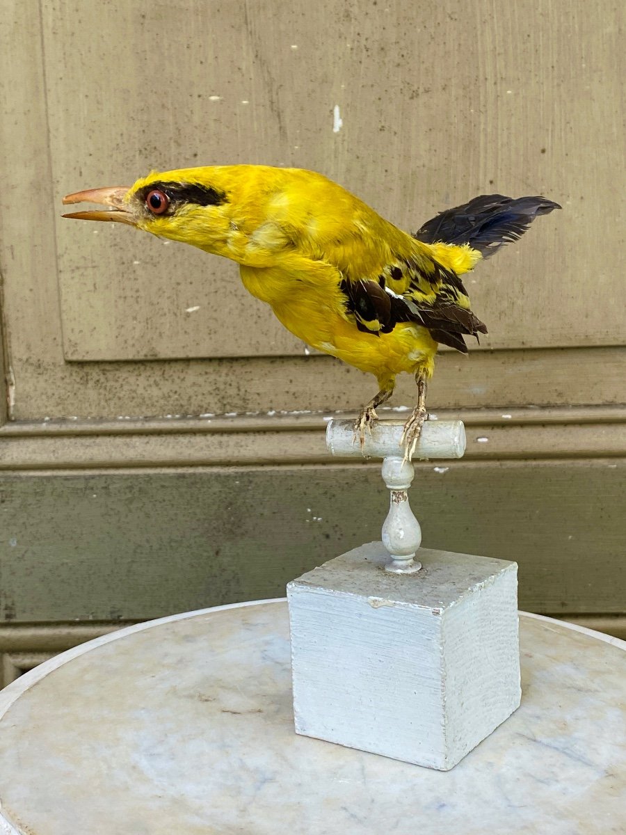 Naturalized Bird Taxidermy 19th Century