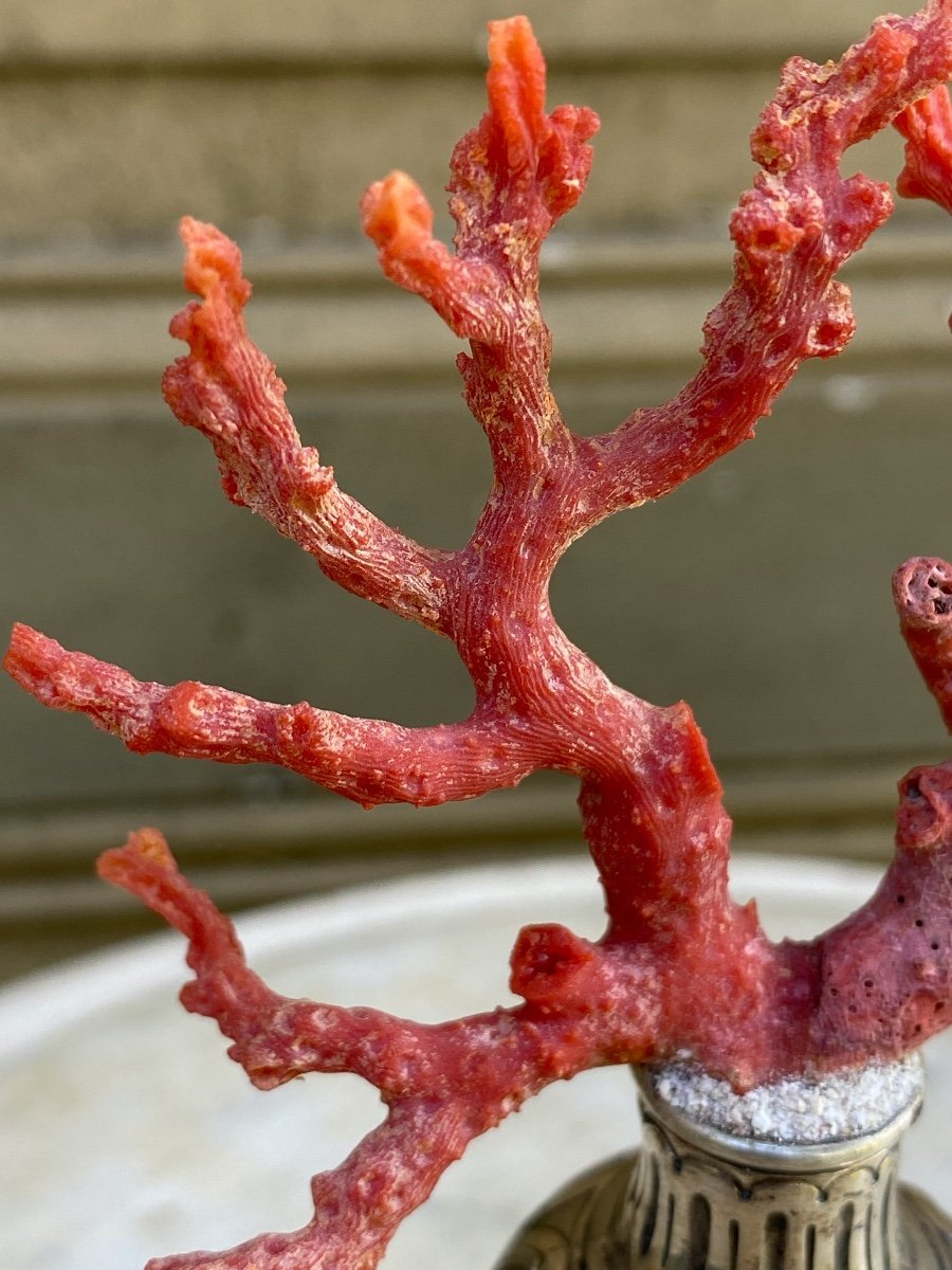 Mediterranean Red Coral On Silver Stand-photo-2