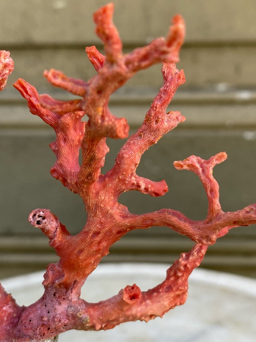 Mediterranean Red Coral On Silver Stand-photo-3