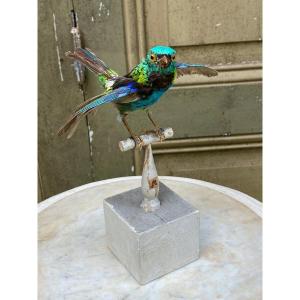 Naturalized Bird Taxidermy 19th Century