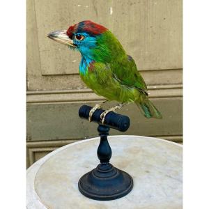 Oiseau Naturalisé Taxidermie XIXème