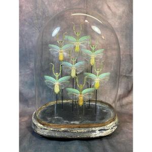 Napoleon III Globe Presenting A Set Of Praying Mantises