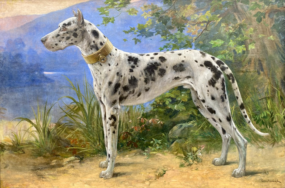 Octave Van Cuyck ( Ostende 1870 – 1956 Liège ) - ' Portrait D’un Dogue Allemand – Arlequin '-photo-2