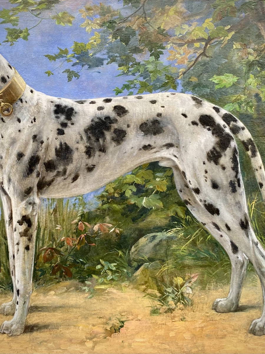 Octave Van Cuyck ( Ostende 1870 – 1956 Liège ) - ' Portrait D’un Dogue Allemand – Arlequin '-photo-3