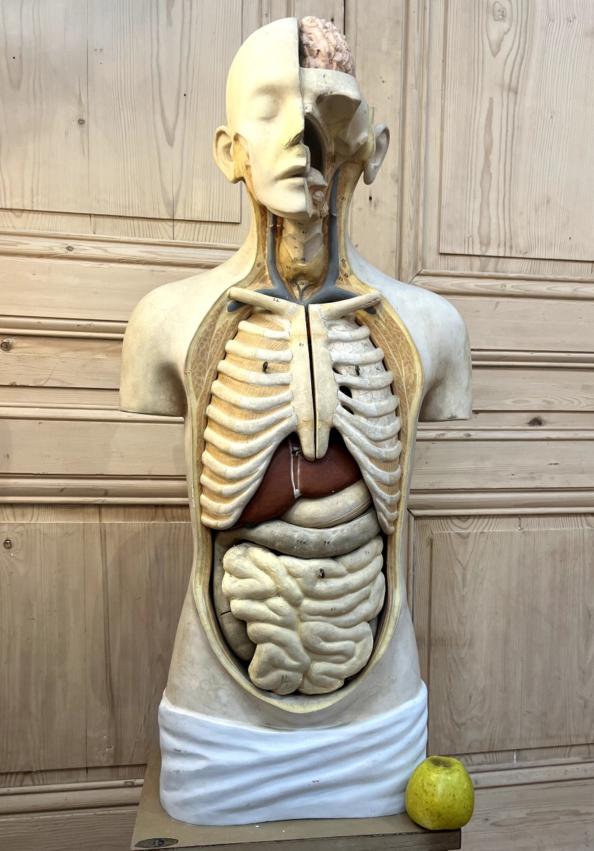 Curiosa : Anatomical Flayed Figure In Papier-mâché And Plaster, Germany, 1920-photo-2