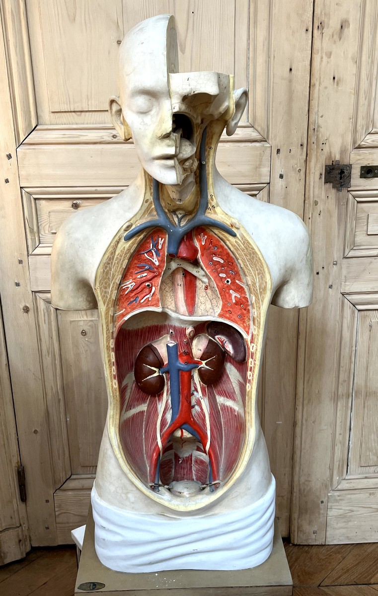 Curiosa : Anatomical Flayed Figure In Papier-mâché And Plaster, Germany, 1920-photo-3