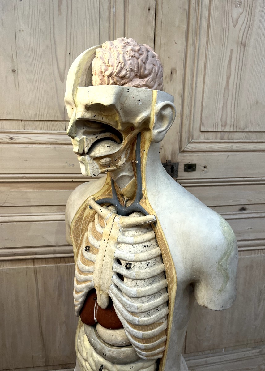 Curiosa : Anatomical Flayed Figure In Papier-mâché And Plaster, Germany, 1920-photo-4