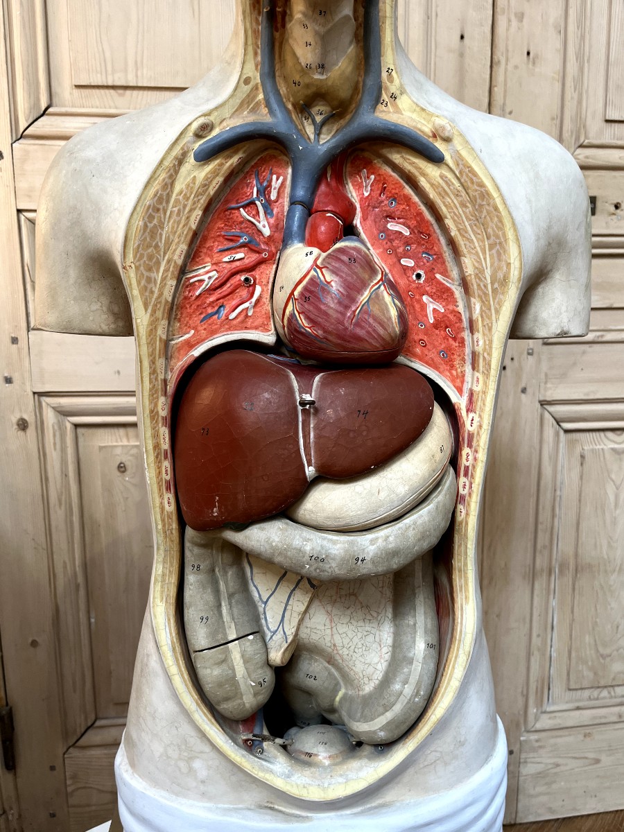 Curiosa : Anatomical Flayed Figure In Papier-mâché And Plaster, Germany, 1920-photo-2