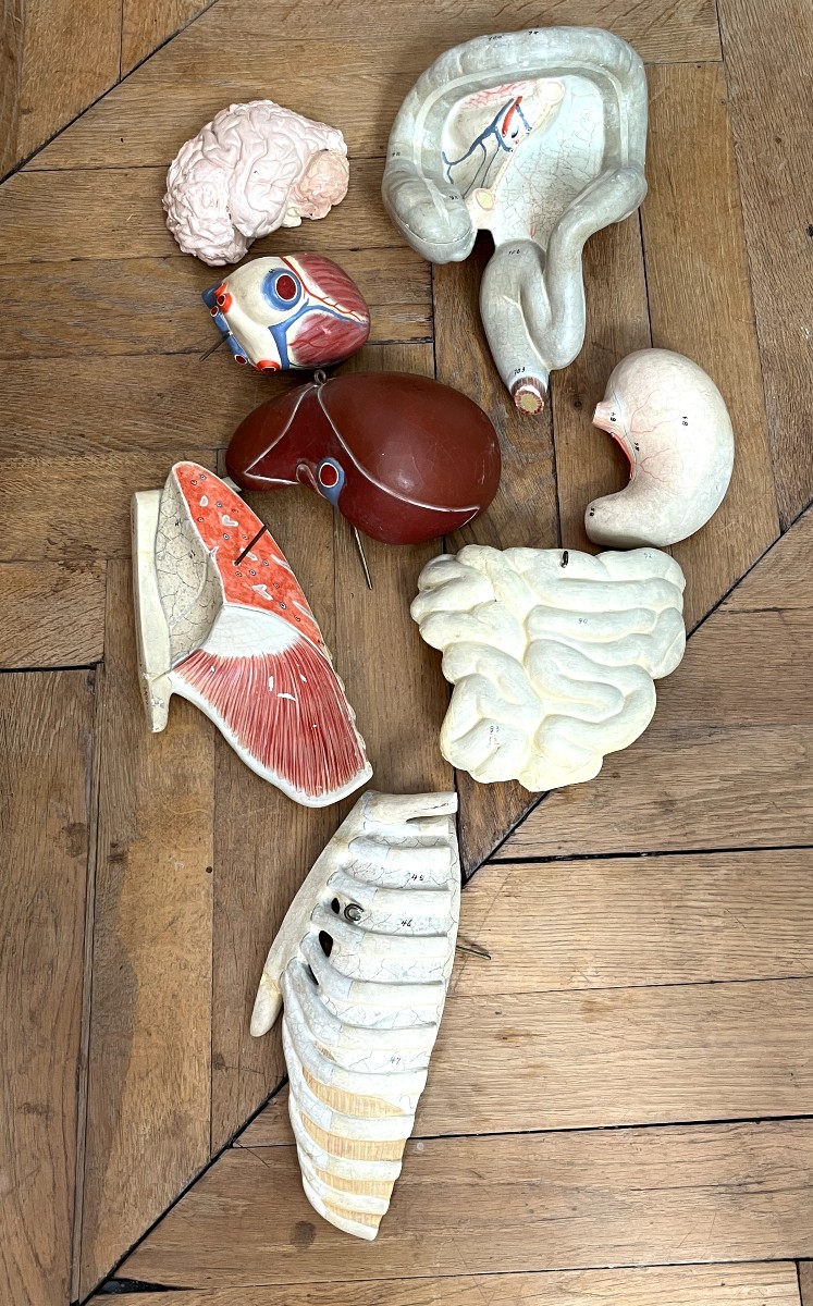 Curiosa : Anatomical Flayed Figure In Papier-mâché And Plaster, Germany, 1920-photo-3