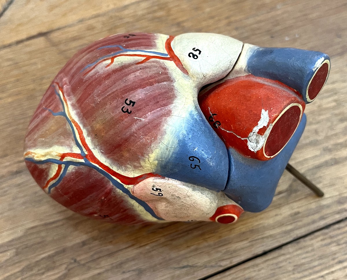 Curiosa : Anatomical Flayed Figure In Papier-mâché And Plaster, Germany, 1920-photo-4