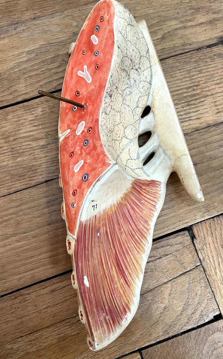 Curiosa : Anatomical Flayed Figure In Papier-mâché And Plaster, Germany, 1920-photo-6