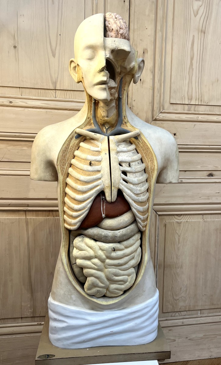 Curiosa : Anatomical Flayed Figure In Papier-mâché And Plaster, Germany, 1920