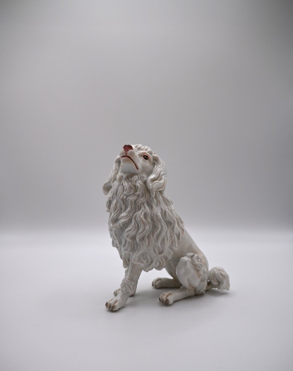 Caniche royal  Blanc , Meissen , 19ème Siècle-photo-4