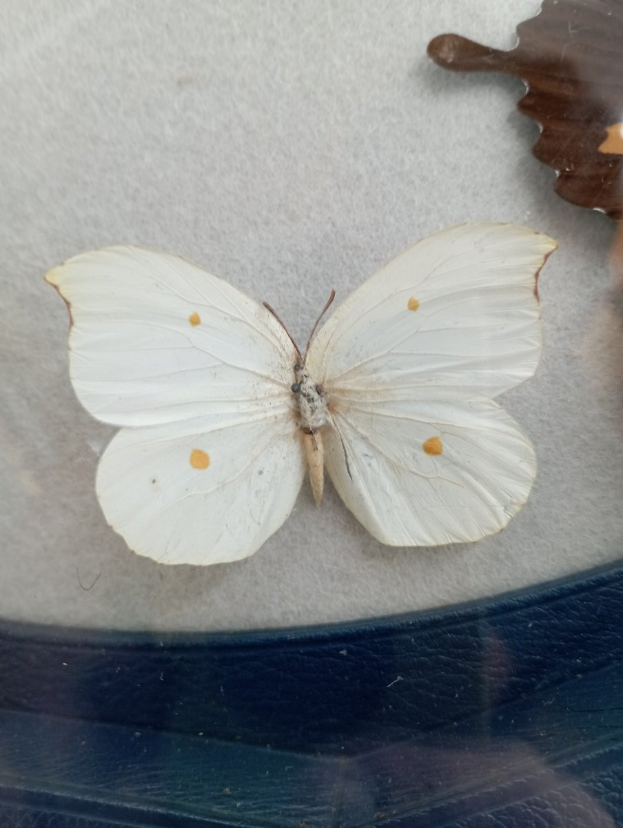 Pendule murale aux papillons attribuée a Adnet-photo-1