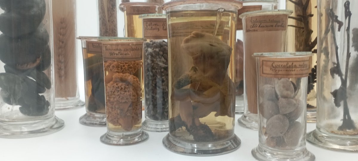 Grand lot cabinet de curiosité-photo-1